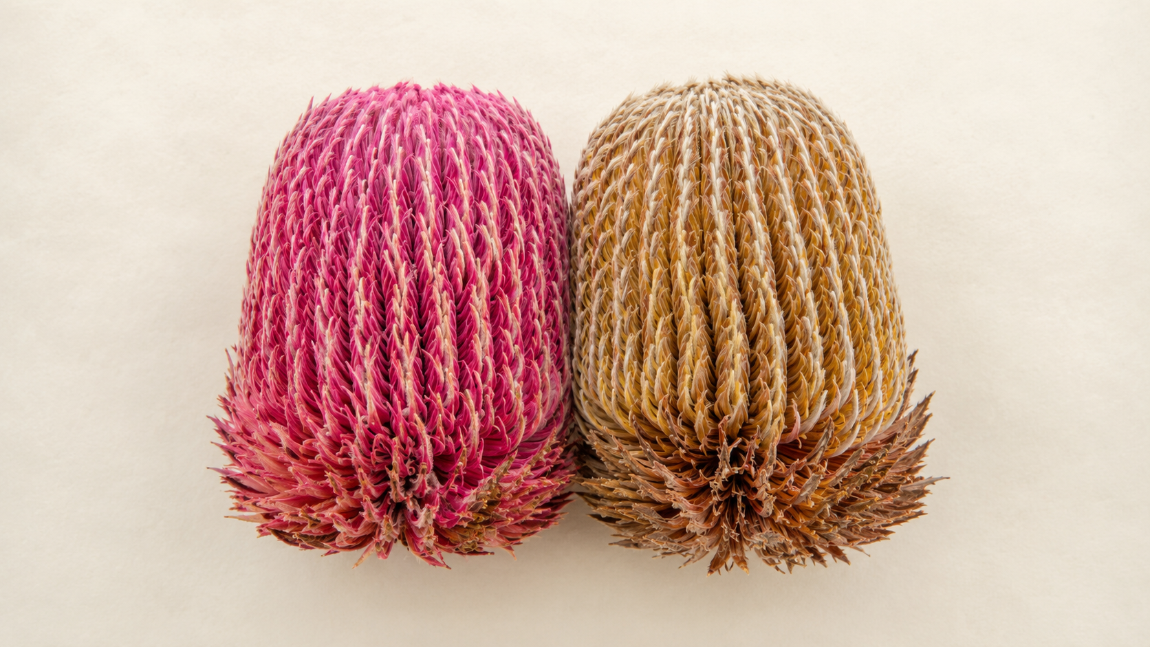 Hot pink dyed banksia head beside a natural mustard and bronze banksia, showing dyed versus undyed dried native flowers